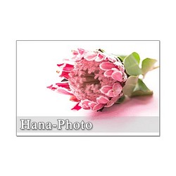 1299) エキゾチックな花　キングプロテア　　       ポストカード５枚セット 1枚目の画像