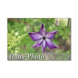 1325) 紫のクレマチス 　ポストカード5枚組 1枚目の画像
