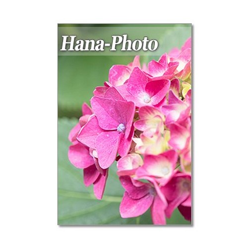 1327 雨の季節の紫陽花 ポストカード5枚組 カード レター Hana Photo 通販 Creema クリーマ ハンドメイド 手作り クラフト作品の販売サイト