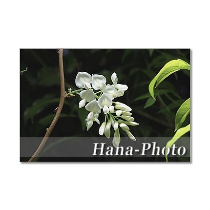1348) 美しい藤の花　ポストカード5枚組 1枚目の画像