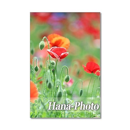 1349) 可憐な野の花たち　ポストカード5枚組 1枚目の画像