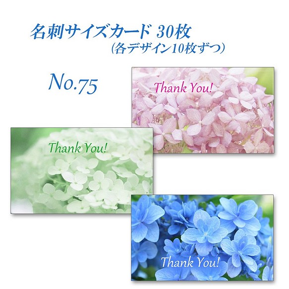 No.075　アナベルとアジサイ佳澄　  名刺サイズサンキューカード  30枚 1枚目の画像