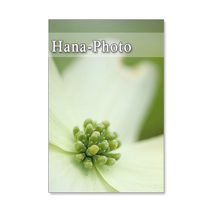 1392)　美しいハナミズキと八重桜  　ポストカード5枚組 1枚目の画像