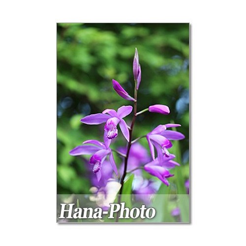 1397 青や紫の花 ポストカード5枚組 カード レター Hana Photo 通販 Creema クリーマ ハンドメイド 手作り クラフト作品の販売サイト