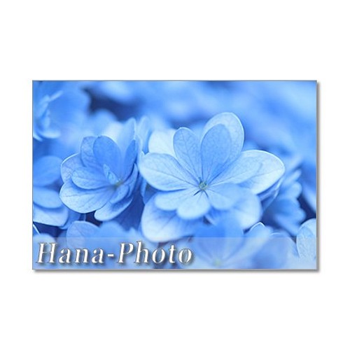 1405 美しいブルーの紫陽花 ポストカード5枚組 カード レター Hana Photo 通販 Creema クリーマ ハンドメイド 手作り クラフト作品の販売サイト