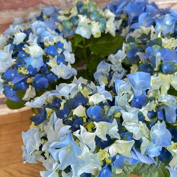 レディ マタハリ 紫陽花 アジサイ 生花 秋色紫陽花 鉢植え 植物 観葉植物 フラワー リース 植物 グリーン雑貨 通販 Creema クリーマ ハンドメイド 手作り クラフト作品の販売サイト