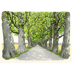 ポストカード ヨーロッパの風景￥250（他の絵と4枚セット売り1.000円） No.35　プロヴァンスの並木道 1枚目の画像