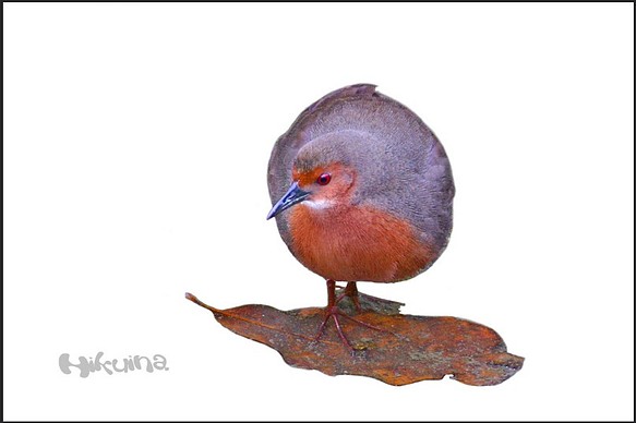 緋水鶏　アートポスター用 1枚目の画像