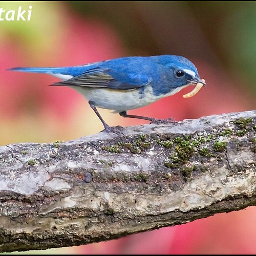 青い鳥 写真 グラフィック マークohara写真館 通販 Creema クリーマ ハンドメイド 手作り クラフト作品の販売サイト