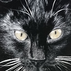 長尾さんのわた絵「黒猫」 1枚目の画像