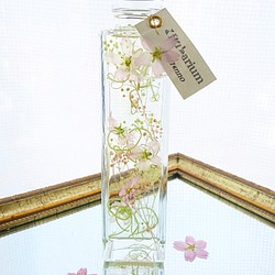 【春色：桜】ハーバリウム（植物標本）～150ml　1本～ 1枚目の画像