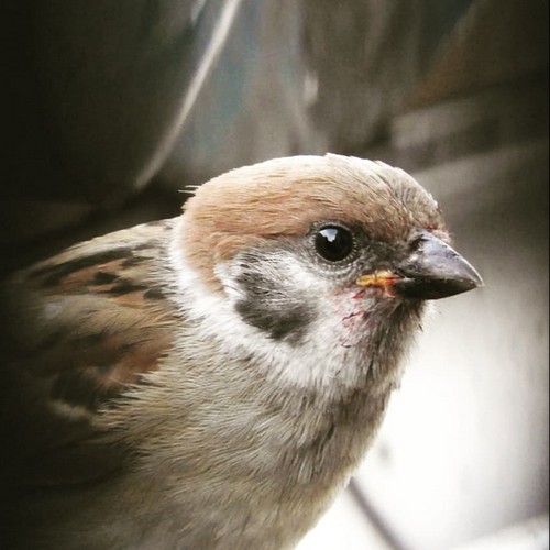 すずめの吹き出し カタカナ5文字まで 野鳥 スズメ 雀 消しゴムはんこ はんこ スタンプ かのん 通販 Creema クリーマ ハンドメイド 手作り クラフト作品の販売サイト