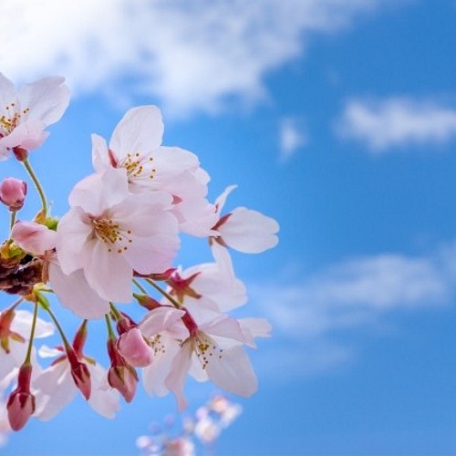 NOTO 桜オイル1０ml 優しく香るサクラの花びらの香りを忠実に再現 
