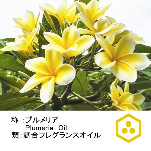 Noto プルメリアアロマオイル１０ml 南国の力強く甘いフランジパニの花の香りを再現 その他インテリア雑貨 Aroma Gift 通販 Creema クリーマ ハンドメイド 手作り クラフト作品の販売サイト