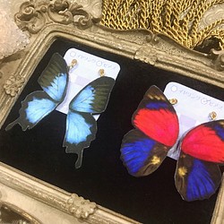 オオルリアゲハ 蝶のピアス 1枚目の画像