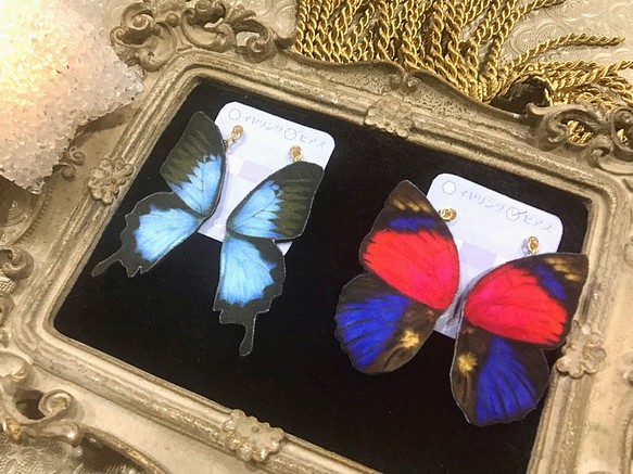 オオルリアゲハ 蝶のピアス 1枚目の画像