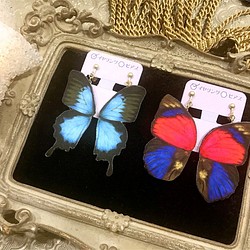 オオルリアゲハ 蝶のイヤリング 1枚目の画像