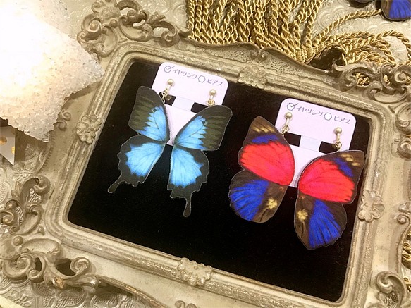 オオルリアゲハ 蝶のイヤリング 1枚目の画像