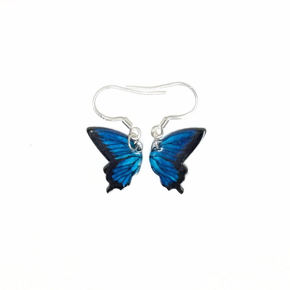 「バタフライリメンブランスIII」パラダイスアゲハチョウ/グラスアゲハチョウ。手描きのリアルな蝶。スターリングシルバーのイヤリン 1枚目の画像