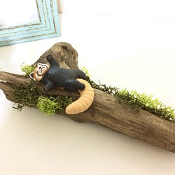 お昼寝するレッサーパンダ 流木で作ったメモスタンド 写真立てにもなります 1枚目の画像