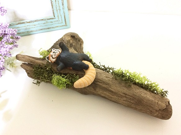 お昼寝するレッサーパンダ 流木で作ったメモスタンド 写真立てにもなります 1枚目の画像