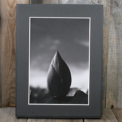 A4 ファインアート写真　001　蓮の花　蕾　マットパネル仕上　モノクロ　白黒写真　インテリアフォト　販売　通販 1枚目の画像