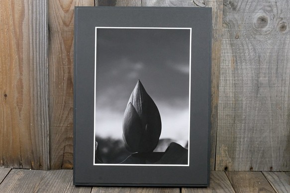 A4 美術照片 001 蓮花花蕾啞光面板飾面單色黑白照片室內照片銷售郵購 第1張的照片