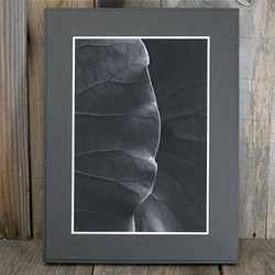A4 美術照片 003 荷葉葉脈磨砂面板飾面單色黑白照片室內照片銷售郵購 第1張的照片