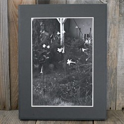 A4 美術照片 014 Yamayuri 花卉啞光面板飾面單色黑白照片室內照片銷售郵購 第1張的照片