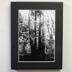 A4 ファインアート写真　024　森　樹　光　輝き　マットパネル　モノクロ　白黒　販売　通販 1枚目の画像