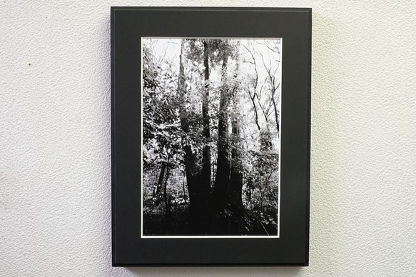 A4 ファインアート写真　024　森　樹　光　輝き　マットパネル　モノクロ　白黒　販売　通販 1枚目の画像