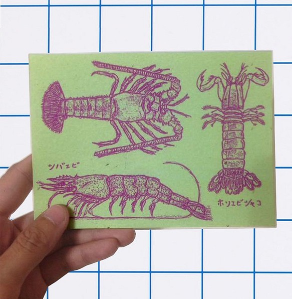 ericocoエリココ 三種蝦的圖鑑雙面插畫明信片 第1張的照片