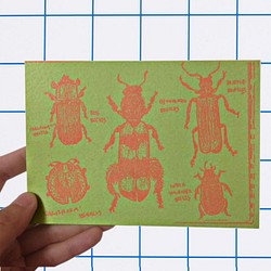 ericocoエリココ 五種昆蟲的圖鑑雙面插畫明信片 第1張的照片