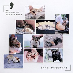 &lt;猫へ&gt;台湾の猫はがき/（両面印刷）に10モデル|台湾ストリート猫/猫台湾のと光の観光名/ミークス/ランラン/はがき 1枚目の画像