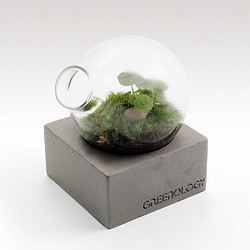 Greenology 梨形玻璃花瓶立方水泥座 第1張的照片