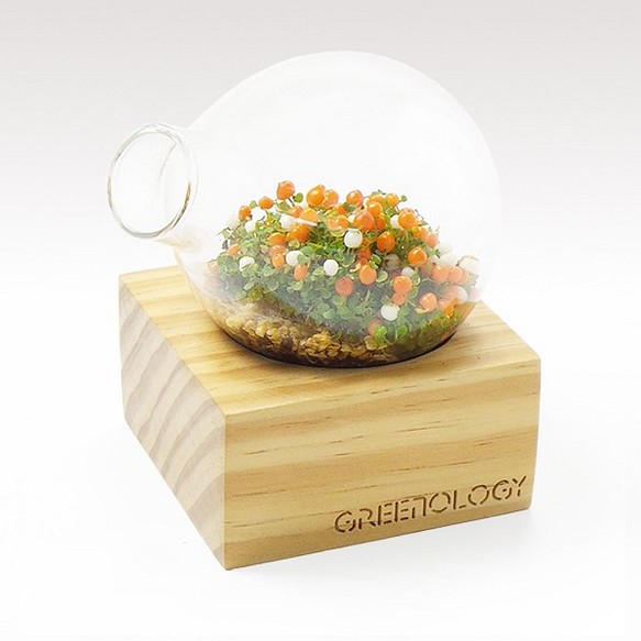 Greenology 梨形玻璃花瓶立方實木座 第1張的照片