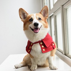 劍橋公爵雙排扣寵物風衣--狗 第1張的照片