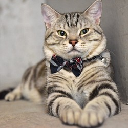 ZAZAZOO| 貓咪項圈套組-海軍藍 第1張的照片