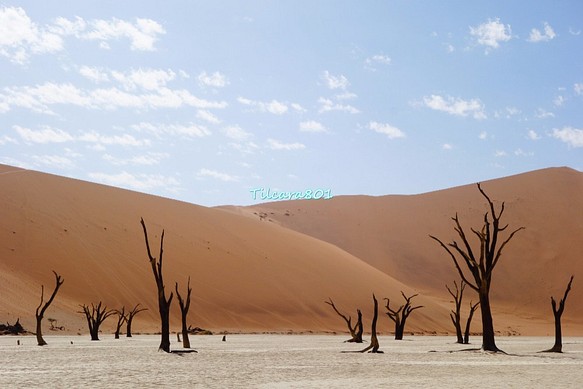 【送料無料】世界の絶景　ナミビア・デッドフレイ 1枚目の画像