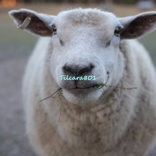 送料無料】世界の動物たち オーストラリア・羊 写真・グラフィック