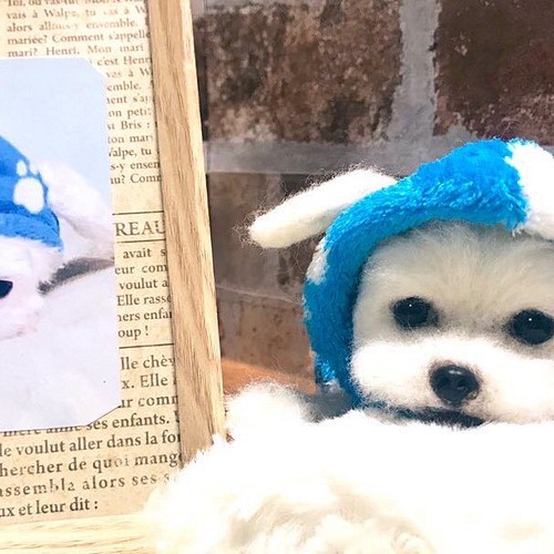 受注制作 羊毛フェルト 犬 オーダー 犬 猫 ハンドメイド ぬいぐるみ ペットロス うちの子 マルチーズ 羊毛フェルト 羊毛フェルトbonbon Sucre 通販 Creema クリーマ ハンドメイド 手作り クラフト作品の販売サイト