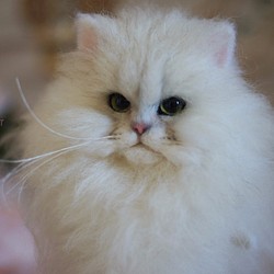 MINI'S SECRET ~手工特殊訂製 羊毛氈高擬真仿真貓人型公仔複刻貓咪展示區 第1張的照片