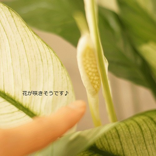 観葉植物 涼しげな印象 斑入りスパティフィラム ５号鉢 とってもおしゃれです フラワー リース フラワースタジオ リキュ 通販 Creema クリーマ ハンドメイド 手作り クラフト作品の販売サイト