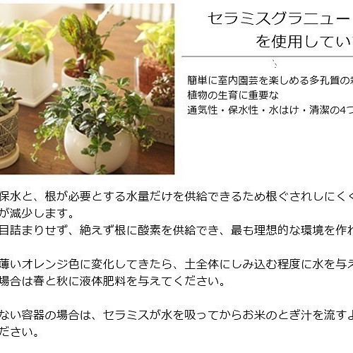 観葉植物 ハンギング マクラメ ハートのアイビー セラミス使用 花言葉は 永遠の愛 フラワー リース フラワースタジオ リキュ 通販 Creema クリーマ ハンドメイド 手作り クラフト作品の販売サイト