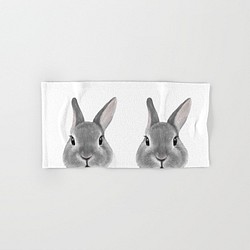 荷蘭兔，灰色，手巾 第1張的照片