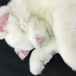 チンチラ（毛長な白猫） ぬいぐるみ ゴリ 通販｜Creema(クリーマ 