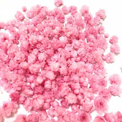 濃いピンクの大粒かすみ草 1枚目の画像