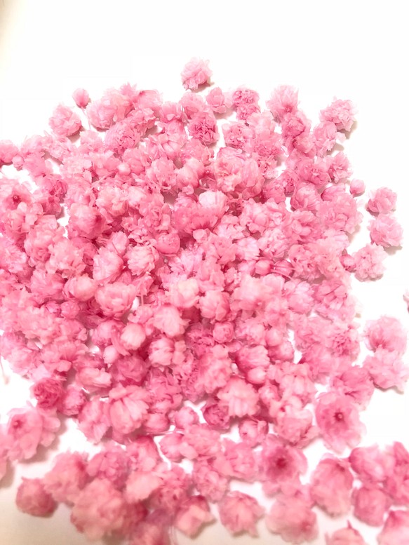 濃いピンクの大粒かすみ草 1枚目の画像