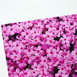 オリジナル　デザインペーパー　芝桜　ピンク　A4 10枚 1枚目の画像