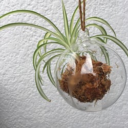 ハンギング ガラス 苔玉 オリヅルラン 1枚目の画像